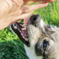 DogBite DogBite