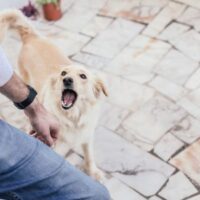 DogBite3 DogBite3