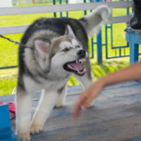 DogAttack DogAttack