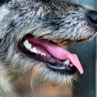 Dog Dog